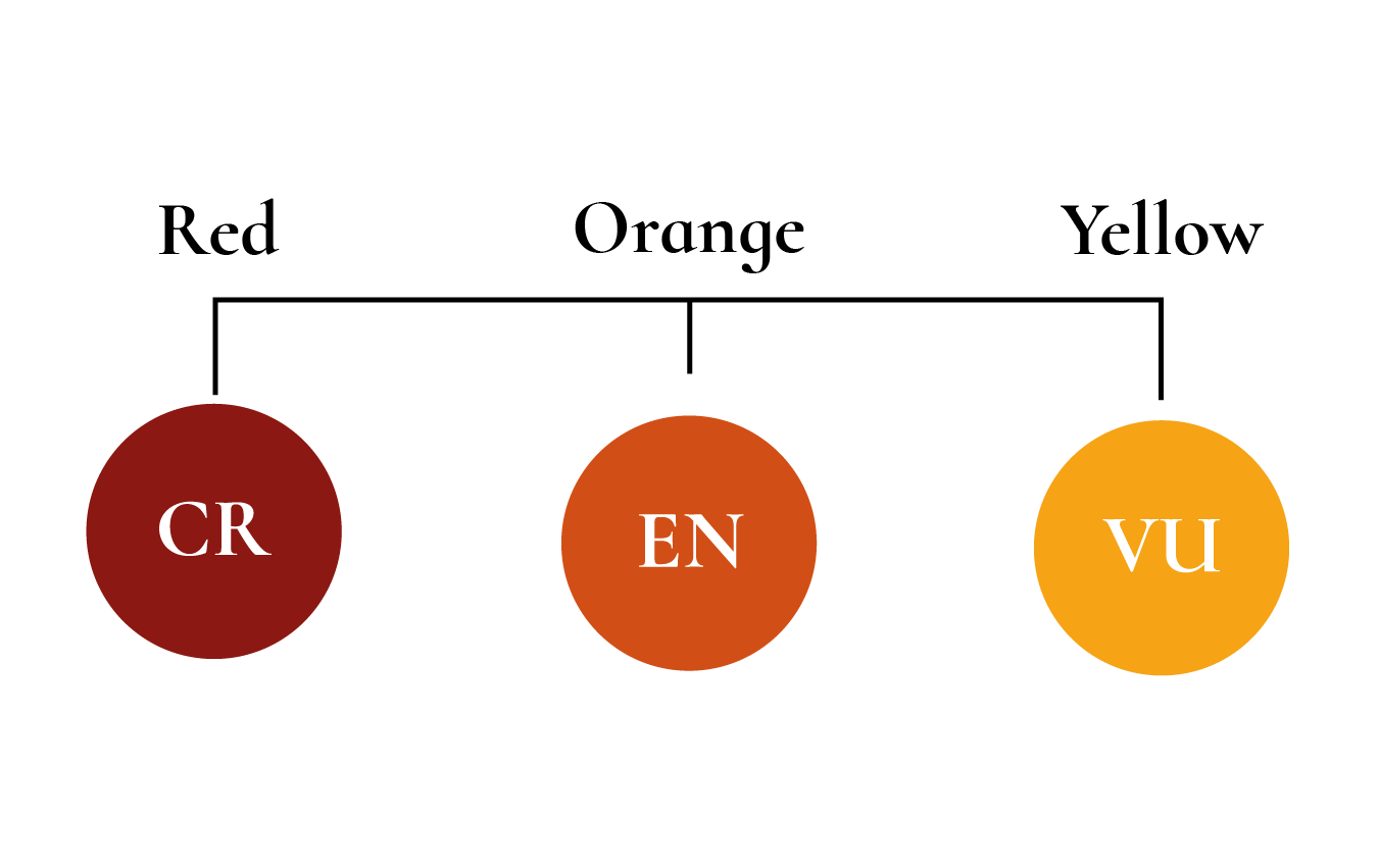 Hansie en Grietjie IUCN Red List categories with colour codes: Vulnerable (yellow), Endangered (orange), and Critically Endangered (red), supporting conservation of threatened species in Africa with funky socks