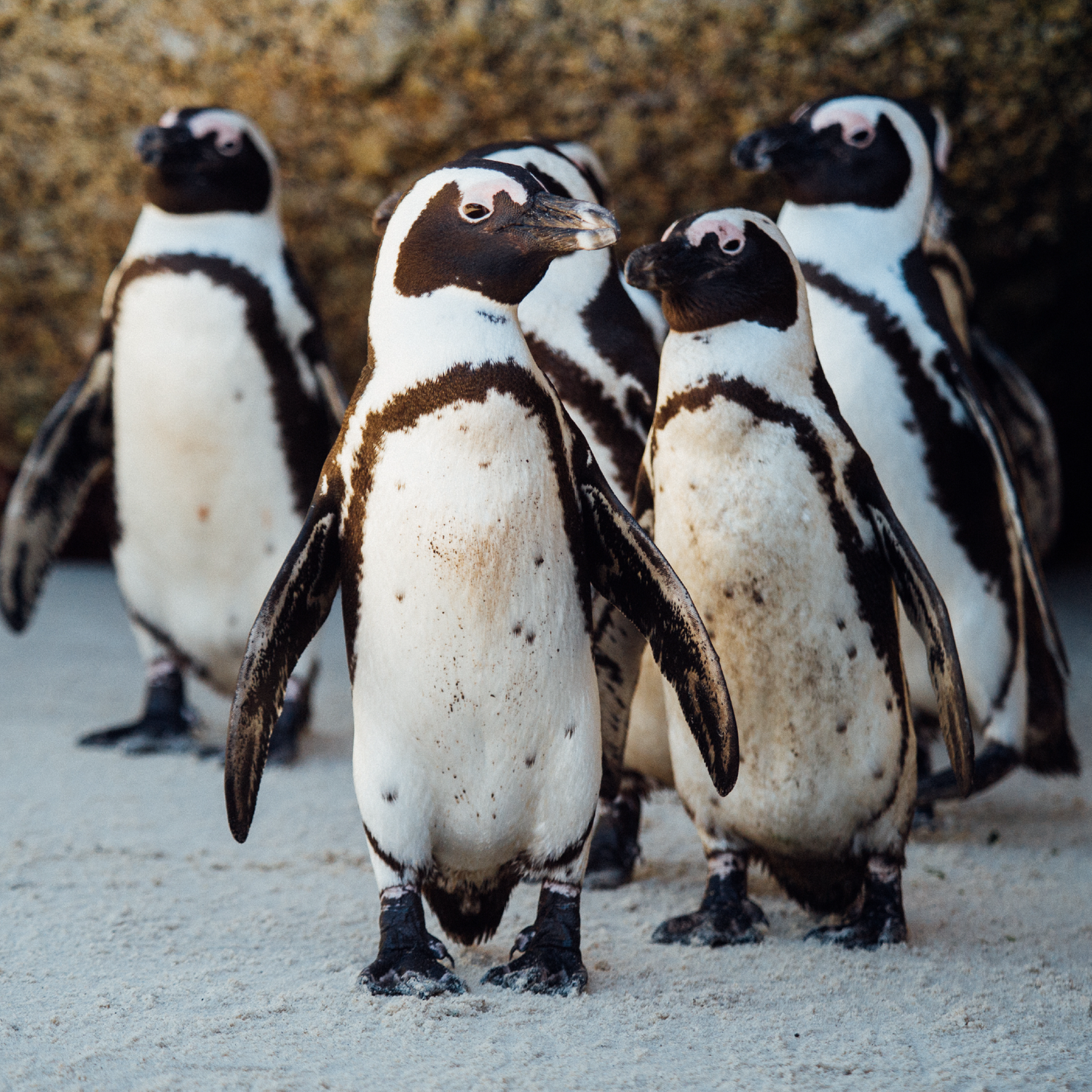 From The Field: African Penguin Not On Our Watch