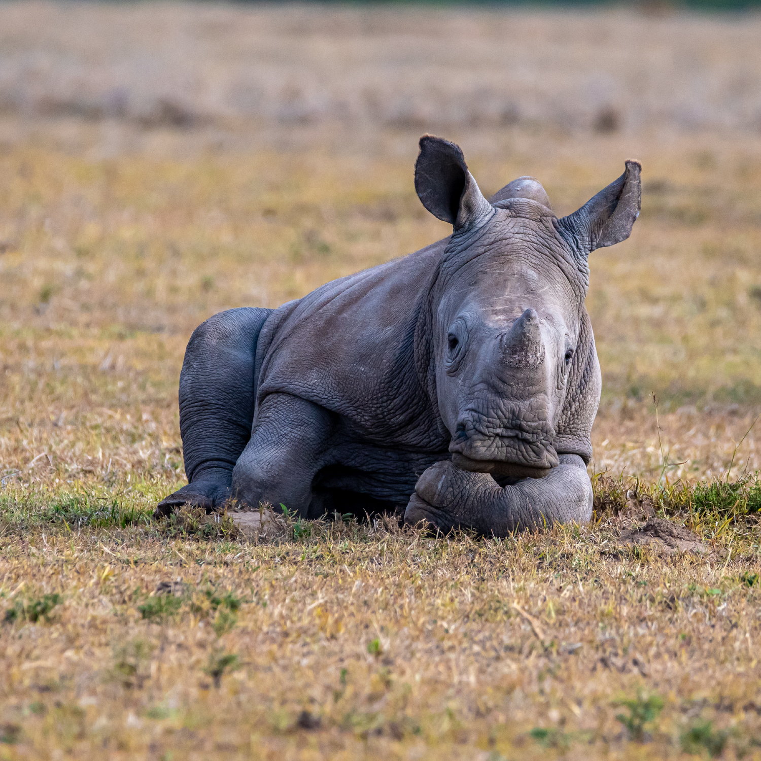 From The Field: The Rhino Orphanage